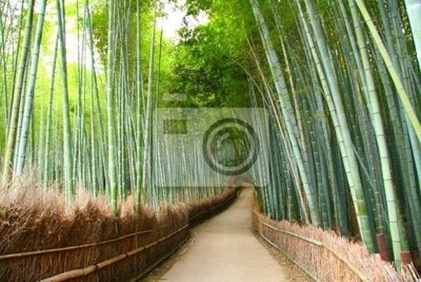 Фотообои с бамбуковым лесом в Японии артикул 10000132