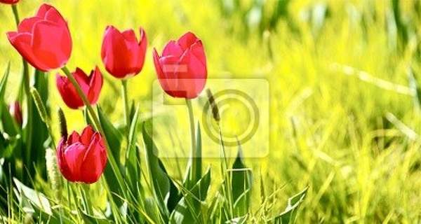 Фотообои "Тюльпаны в поле" артикул 10000360