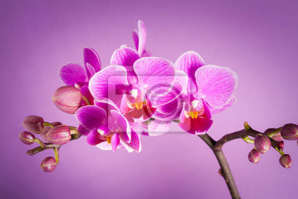 Фотообои - Цветущая орхидея артикул 10007811