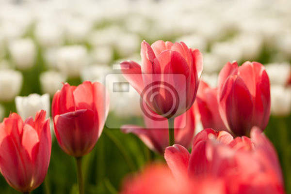 Фотообои - Белые и красные тюльпаны артикул 10007169