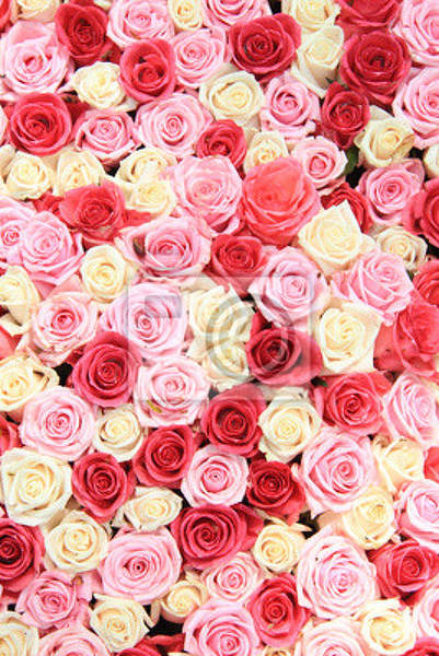 Фотообои на стену с белыми и розовыми розами артикул 10000160