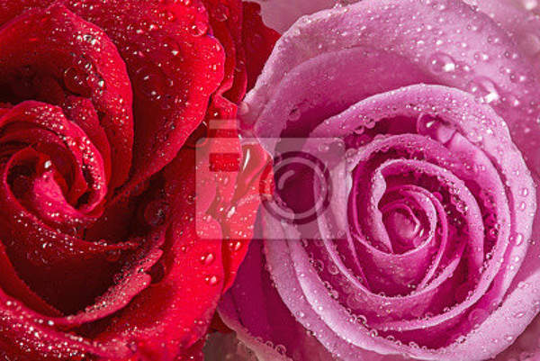Фотообои - Две розы в росе артикул 10007683