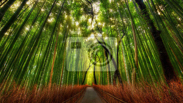 Фотообои на стену с бамбуковым лесом артикул 10000124