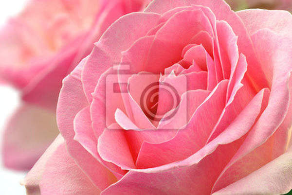 Фотообои - Цветок розы артикул 10007238