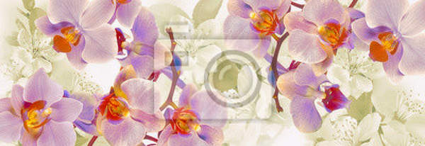 Фотообои - Цветущие орхидеи артикул 10007810