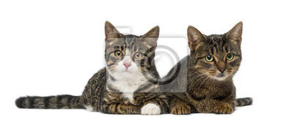 Фотообои - Два котенка артикул 10007353