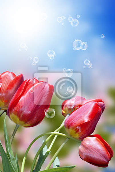 Фотообои с красными тюльпанами в лучах солнца артикул 10000333