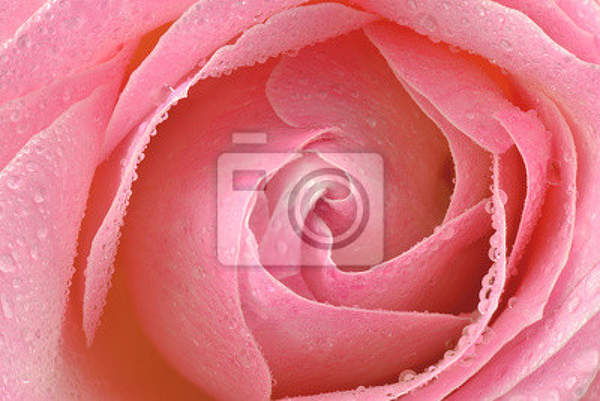 Фотообои - Розовая роза с каплями артикул 10007236