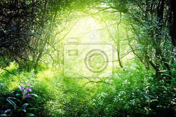 Фотообои с таинственным лесом артикул 10000143