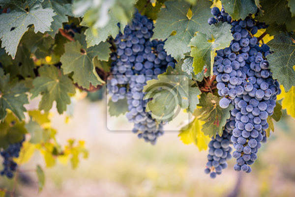 Фотообои для стен - Гроздья винограда артикул 10007290