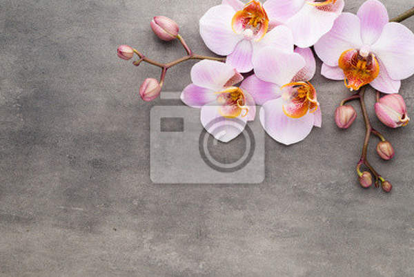 Фотообои - Орхидея на сером фоне артикул 10007813
