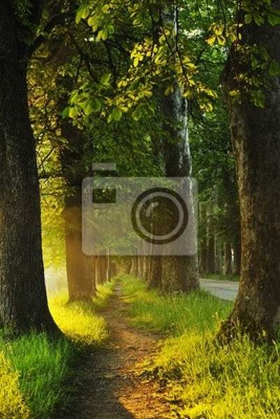 Фотообои с рассветом в лесу артикул 10000167