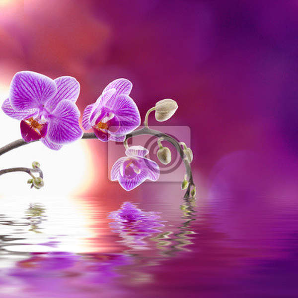 Фотообои с фиолетовой орхидей над водой артикул 10001020