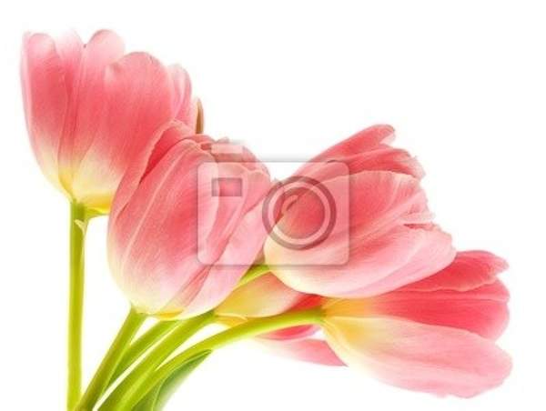 Фотообои с розовыми тюльпанами на белом фоне артикул 10000803