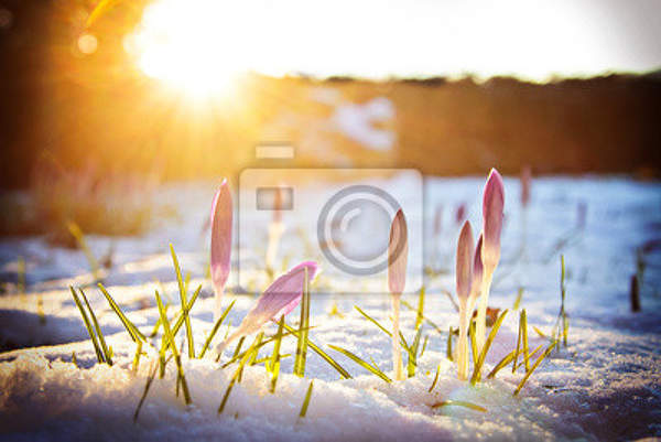Фотообои с крокусами в снегу артикул 10000959