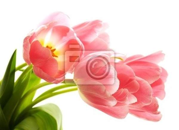 Фотообои - Розовые тюльпаны артикул 10000778