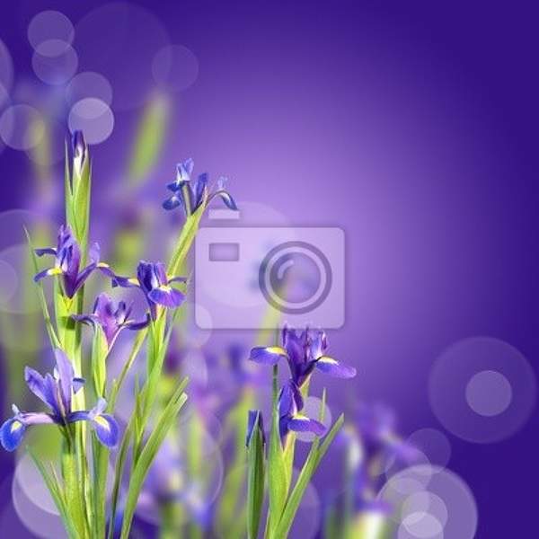 Фотообои на стену - Ирисы на фиолетовом фоне артикул 10000456