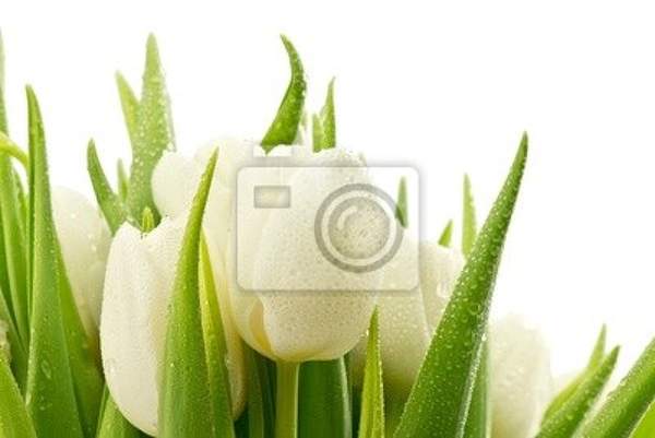 Фотообои с белыми тюльпанами крупным планом артикул 10000519