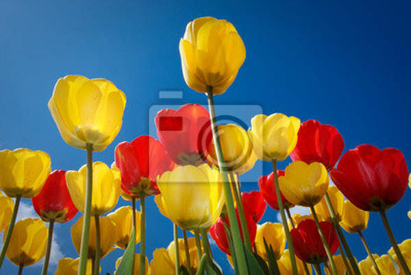 Фотообои на стену с разноцветными тюльпанами артикул 10000755
