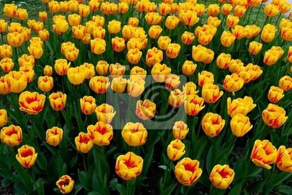 Фотообои с желтыми тюльпанами в парке артикул 10001248