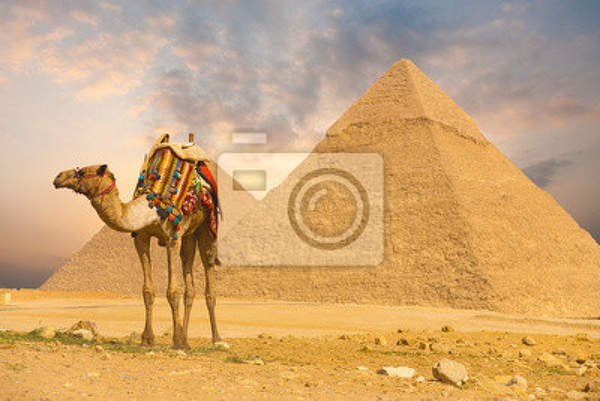 Фотообои - Верблюд около пирамид артикул 10000657