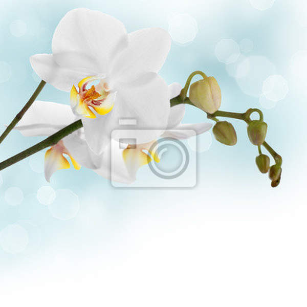 Фотообои с белоснежными орхидеями артикул 10000795
