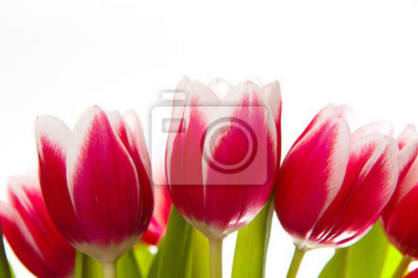 Фотообои с тюльпанами артикул 10000860