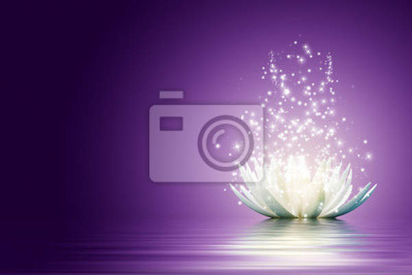 Фотообои -с белым лотосом на фиолетовом фоне артикул 10001242