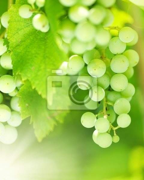 Фотообои с зеленой гроздью винограда артикул 10000916