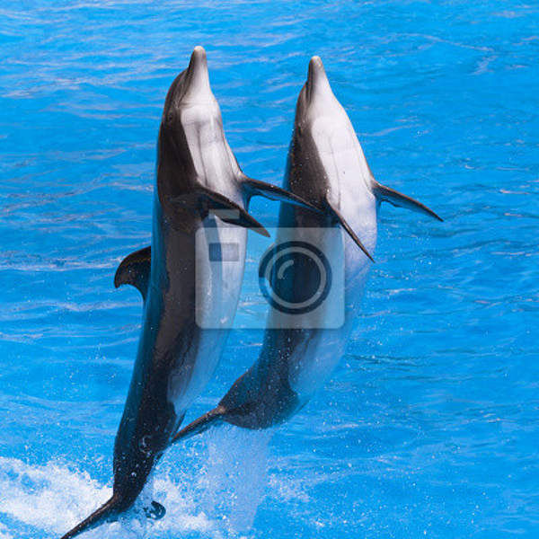 Фотообои - Два дельфина артикул 10001227