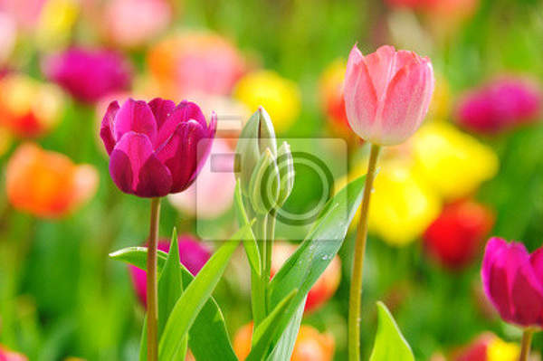 Фотообои с красивыми тюльпанами артикул 10000760