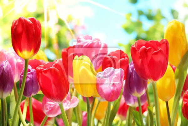 Фотообои с разноцветными тюльпанами артикул 10001044