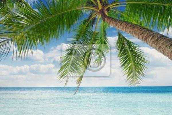 Фотообои с пальмой на фоне моря артикул 10001212