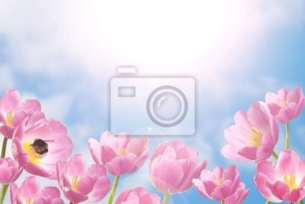 Фотообои с тюльпанами в лучах солнца артикул 10000751