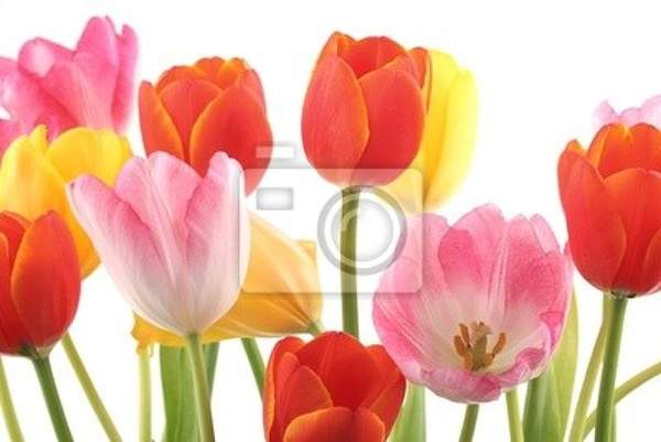 Фотообои - Яркие тюльпаны артикул 10000773