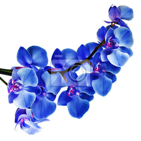 Фотообои с голубыми орхидеями на белом фоне артикул 10000928