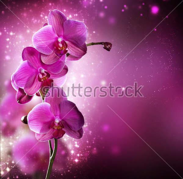 Фотообои на стену с фиолетовой орхидеей артикул 10001316