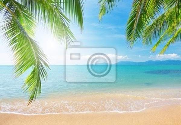 Фотообои - Пальма на тропическом пляже артикул 10000989