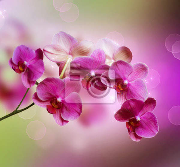 Фотообои на стену - Великолепные орхидеи артикул 10001103