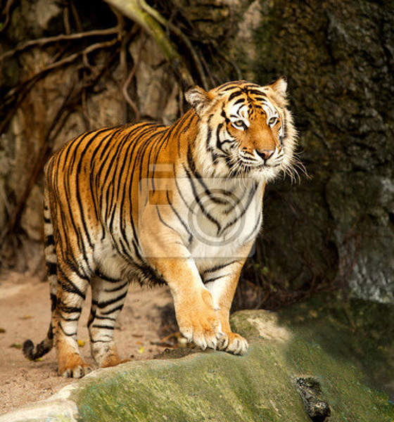 Фотообои с бенгальским тигром артикул 10000454