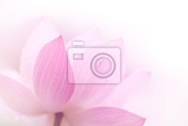 Фотообои с лепестками розового лотоса (фото крупным планом) артикул 10001241