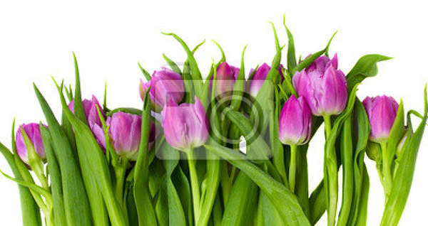 Фотообои с фиолетовыми тюльпанами на белом фоне артикул 10000859