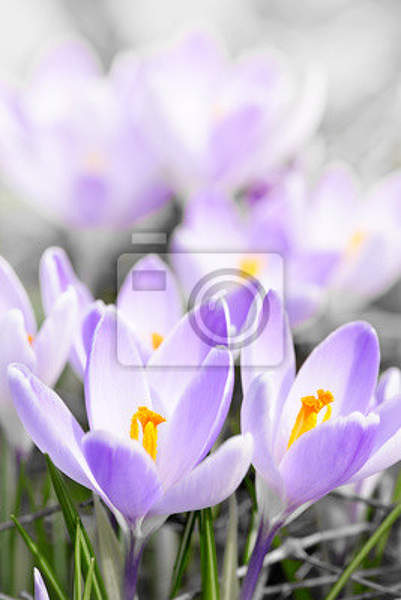 Фотообои - Цветение фиолетовых крокусов артикул 10000963