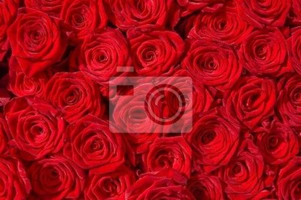 Фотообои - Миллион красных роз артикул 10000569
