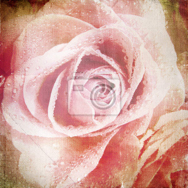 Фотообои с красивой розой артикул 10000592