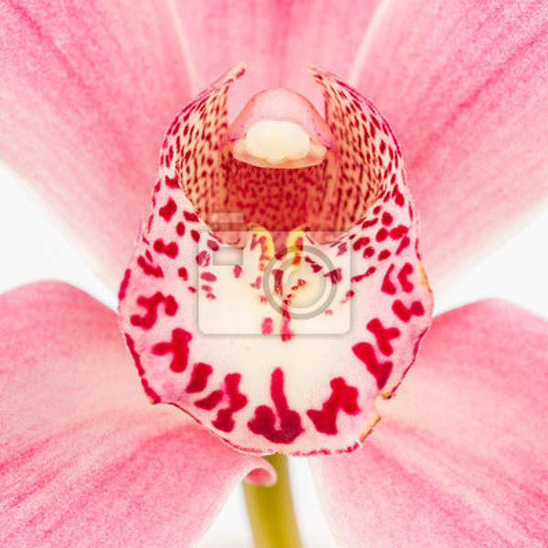 Фотообои с орхидеми (фото крупным планом) артикул 10001012