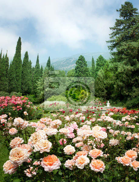 Фотообои с розами в саду артикул 10000853