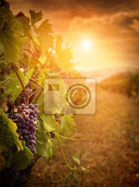 Фотообои с осенним виноградником артикул 10000884