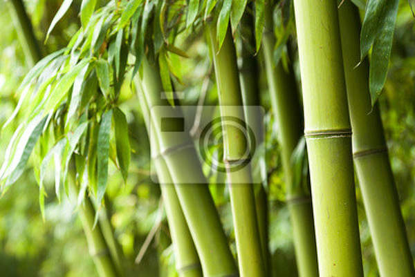 Фотообои с бамбуковым лесом (фон) артикул 10000517