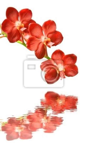 Фотообои с красными орхидеями на белом фоне и отражением в воде артикул 10001147